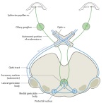 Pupillary Reflex Pathway